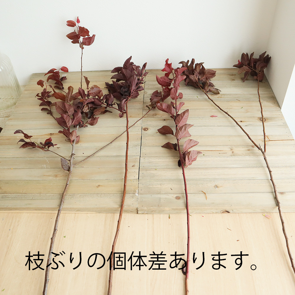 生花 ベニスモモ 枝物 80cm程度 Ot 通販 はなどんやアソシエ 生花 ベニスモモ 枝物 80cm程度 Ot 通販 はなどんやアソシエ
