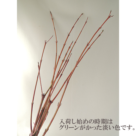 特注】【生花】サンゴミズキ(2M程度)※来店のみ対応 - 花材通販はなどん