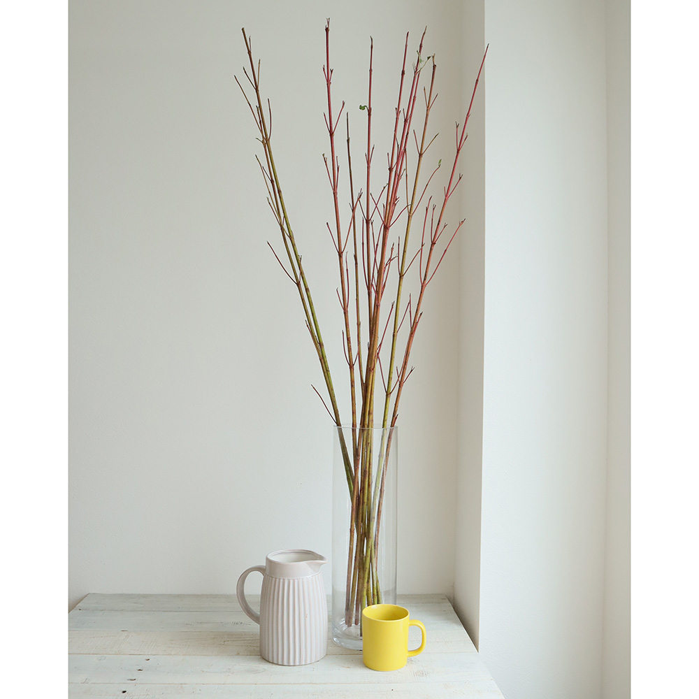 生花 サンゴミズキ 1m程度 Ita 色について説明お読みください 通販 はなどんやアソシエ 生花 サンゴミズキ 1m程度 Ita 色について説明お読みください 通販 はなどんやアソシエ