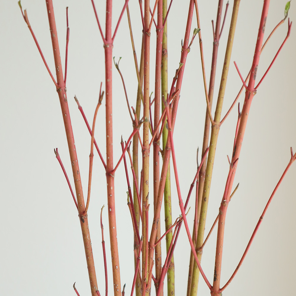 生花 サンゴミズキ 1m程度 Ita 色について説明お読みください 通販 はなどんやアソシエ 生花 サンゴミズキ 1m程度 Ita 色について説明お読みください 通販 はなどんやアソシエ