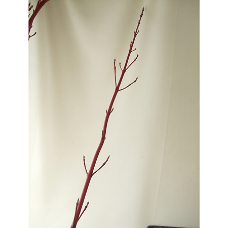 生花 サンゴミズキ 1m程度 Ita 色について説明お読みください 通販 はなどんやアソシエ 生花 サンゴミズキ 1m程度 Ita 色について説明お読みください 通販 はなどんやアソシエ