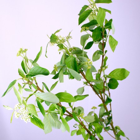 これまでで最高のサンゴミズキ 花 最高の花の画像