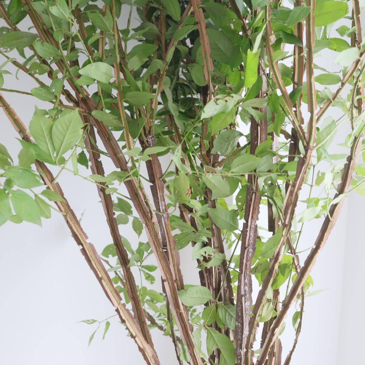 生花】錦木(ニシキギ)1m程度【OR-63】】※葉はお手入れしてください