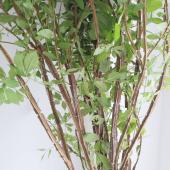 ※販売期間外※【直前!!!】錦木（ニシキギ）1m程度 ※葉はお手入れ下さい。虫食いあります。【生花】