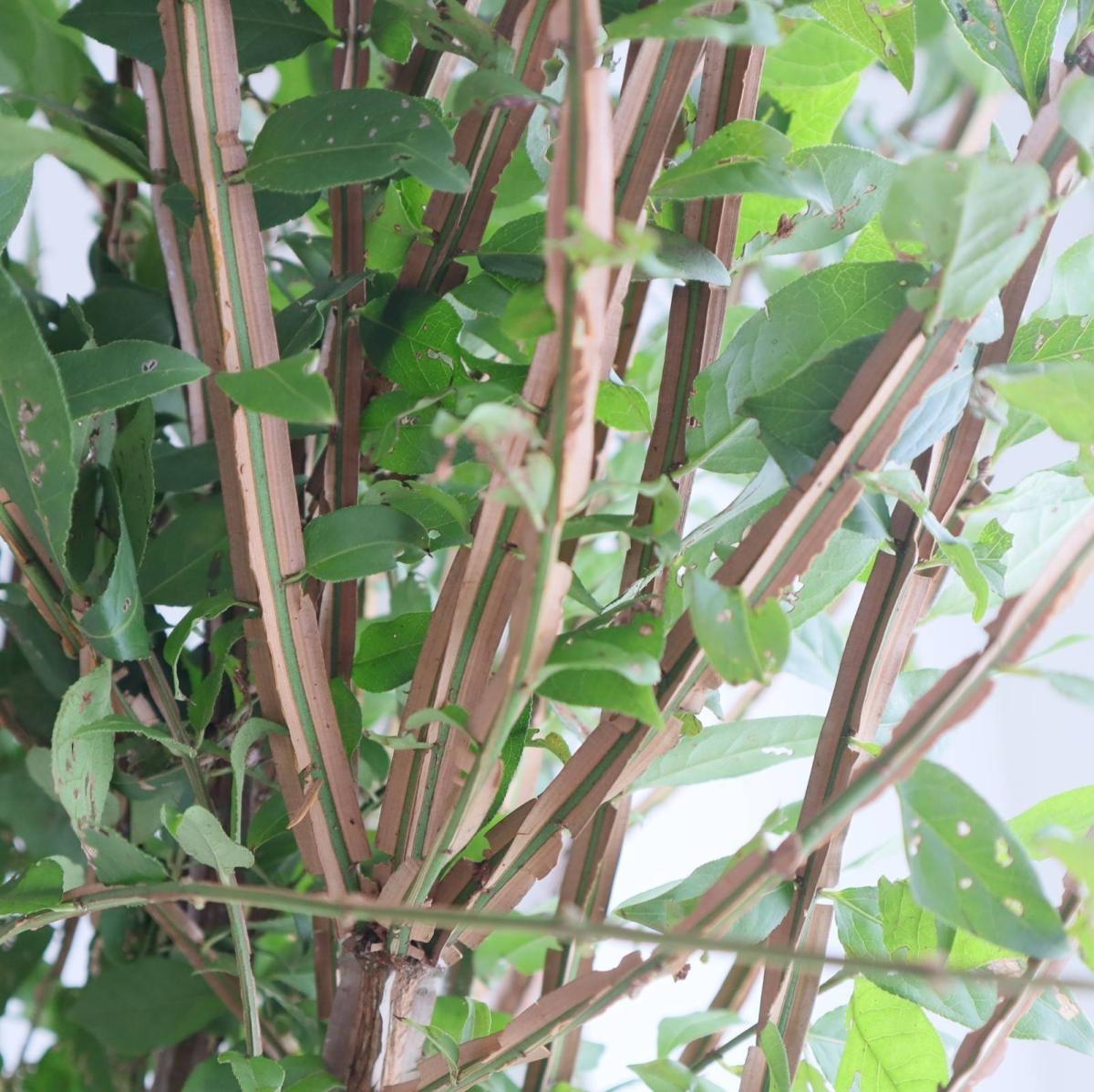 生花】錦木(ニシキギ)1m程度【OR-63】】※葉はお手入れしてください