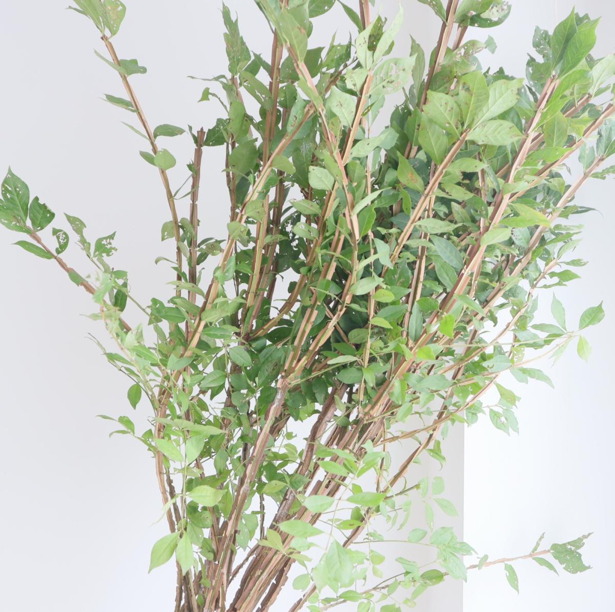 生花】錦木(ニシキギ)1m程度【OR-63】】※葉はお手入れしてください