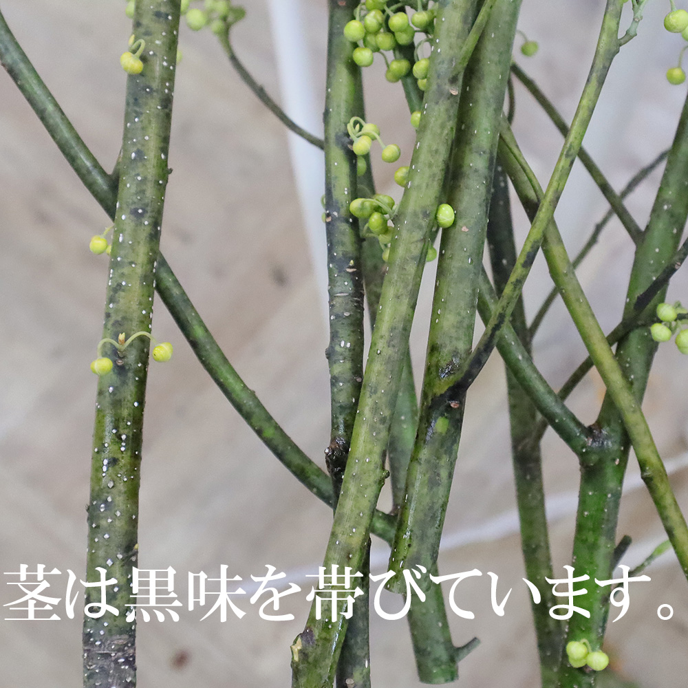 生花 青文字 1m程度 早締切 71 通販 はなどんやアソシエ 生花 青文字 1m程度 早締切 71 通販 はなどんやアソシエ