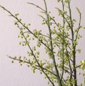 ※販売期間外※【08直前!】初入荷!青文字(枝もの) 6-70cm程度 【生花】