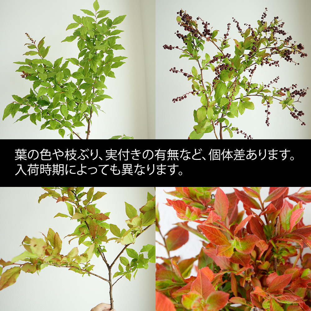 直前 夏ハゼ 中サイズ 60 80cm程度 日本草花園 生花 通販 はなどんやアソシエ 直前 夏ハゼ 中サイズ 60 80cm程度 日本草花園 生花 通販 はなどんやアソシエ