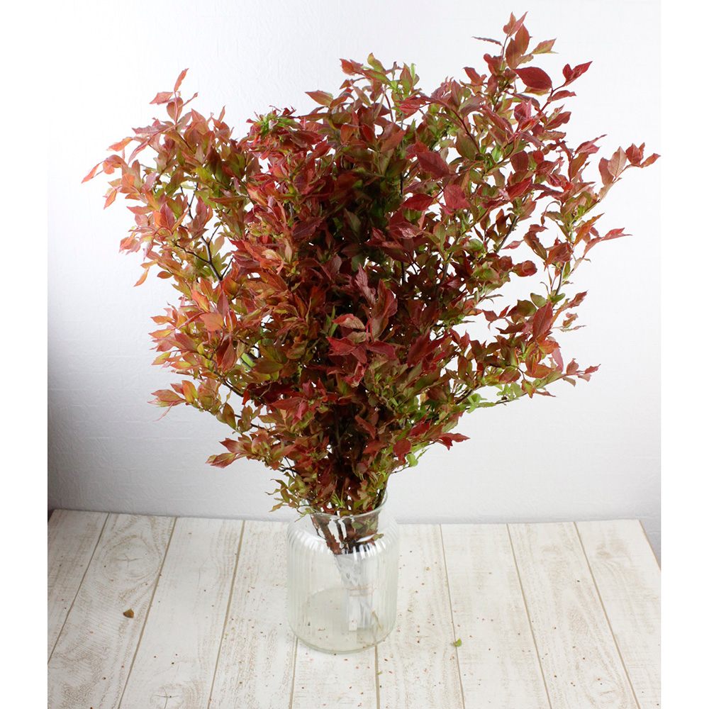 直前 夏ハゼ 中サイズ 60 80cm程度 日本草花園 生花 通販 はなどんやアソシエ 直前 夏ハゼ 中サイズ 60 80cm程度 日本草花園 生花 通販 はなどんやアソシエ