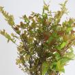 【直前】【生花】夏ハゼ　中サイズ(60〜80cm程度)日本草花園【早締切-74】※入荷少