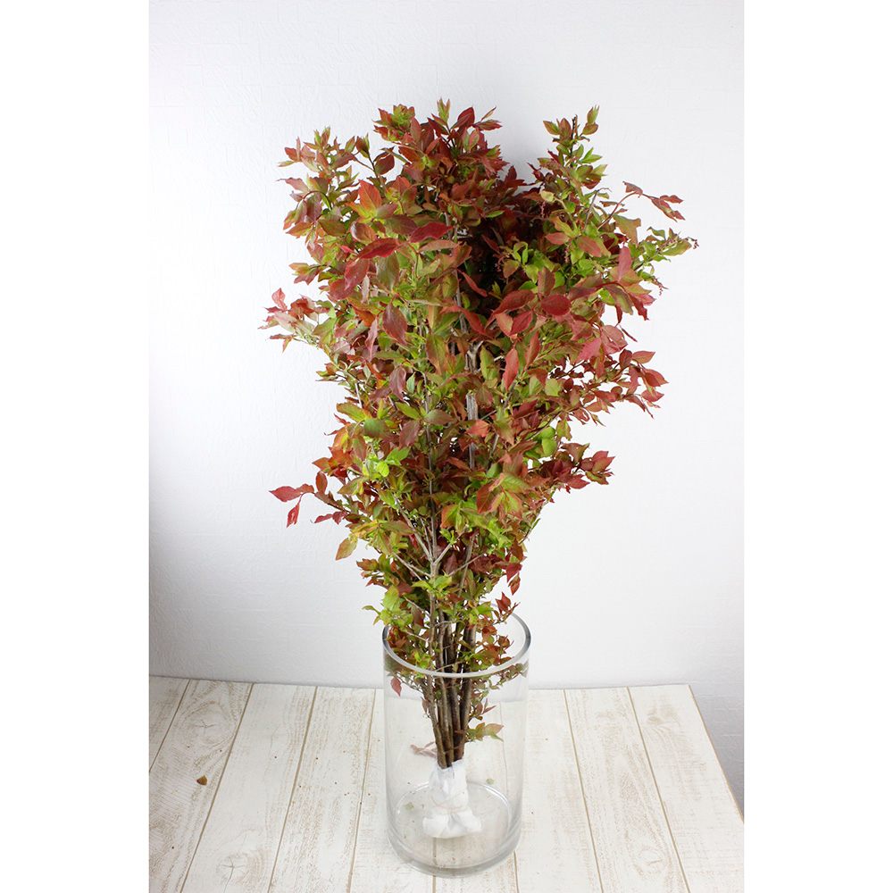 直前 夏ハゼ 大サイズ 80 90程度 日本草花園 生花 通販 はなどんやアソシエ 直前 夏ハゼ 大サイズ 80 90程度 日本草花園 生花 通販 はなどんやアソシエ