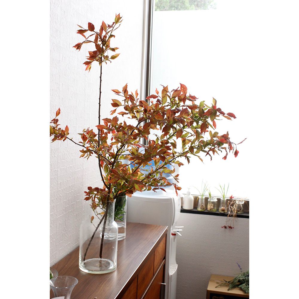 直前 夏ハゼ 大サイズ 80 90程度 日本草花園 生花 通販 はなどんやアソシエ 直前 夏ハゼ 大サイズ 80 90程度 日本草花園 生花 通販 はなどんやアソシエ