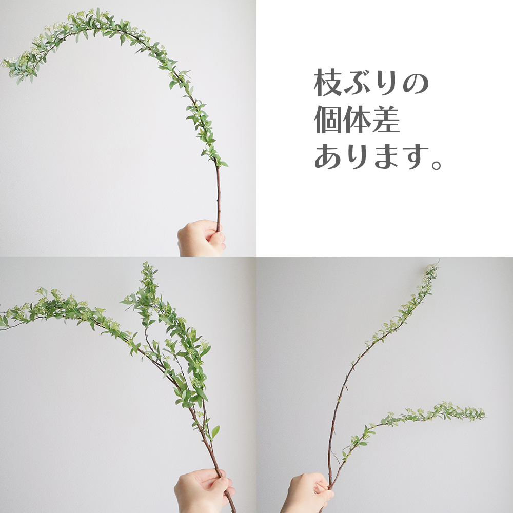 生花 コデマリ Mサイズ 商品説明お読みください Ot 通販 はなどんやアソシエ 生花 コデマリ Mサイズ 商品説明お読みください Ot 通販 はなどんやアソシエ