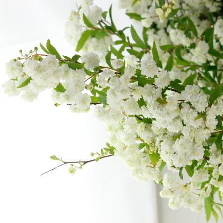 【08直前】八重咲きコデマリ　60センチ程度　山口県【生花】★★