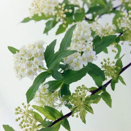 【生花】コデマリ(2Lサイズ)※商品説明お読みください。【OT】