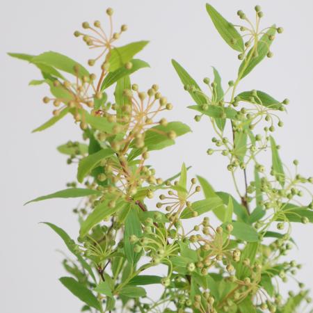 【08直前!!】つぼみ・八重咲きコデマリ(60cm程度)常陸大宮