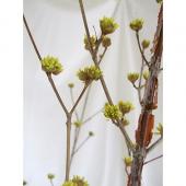 ※販売期間外※【直前!!!】本数単位　サンシュユ（山茱萸）1M程度 【生花】