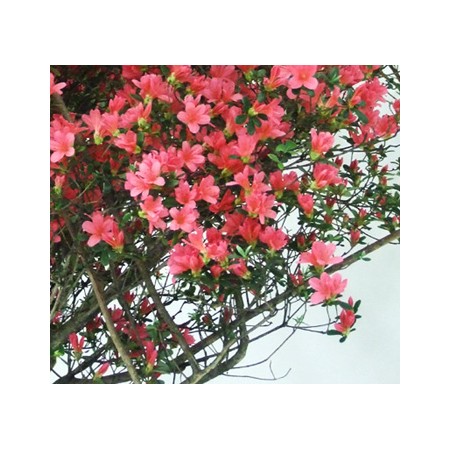 【生花】紅切ツツジ(1M前後)