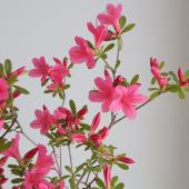 ※販売期間外※【08直前FJ】紅切ツツジ(ピンク）1M前後