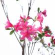 【生花】紅切ツツジ(1M前後)