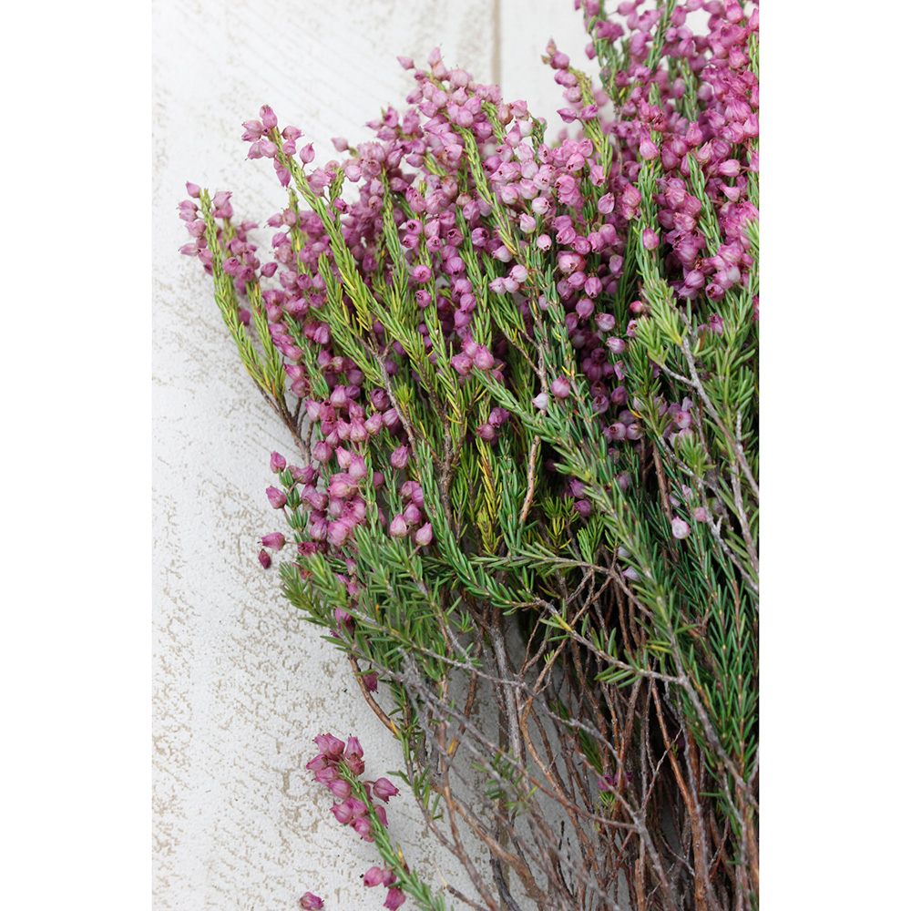 生花 エリカ ピンク 50cm 品種おかませ Or 通販 はなどんやアソシエ 生花 エリカ ピンク 50cm 品種おかませ Or 通販 はなどんやアソシエ