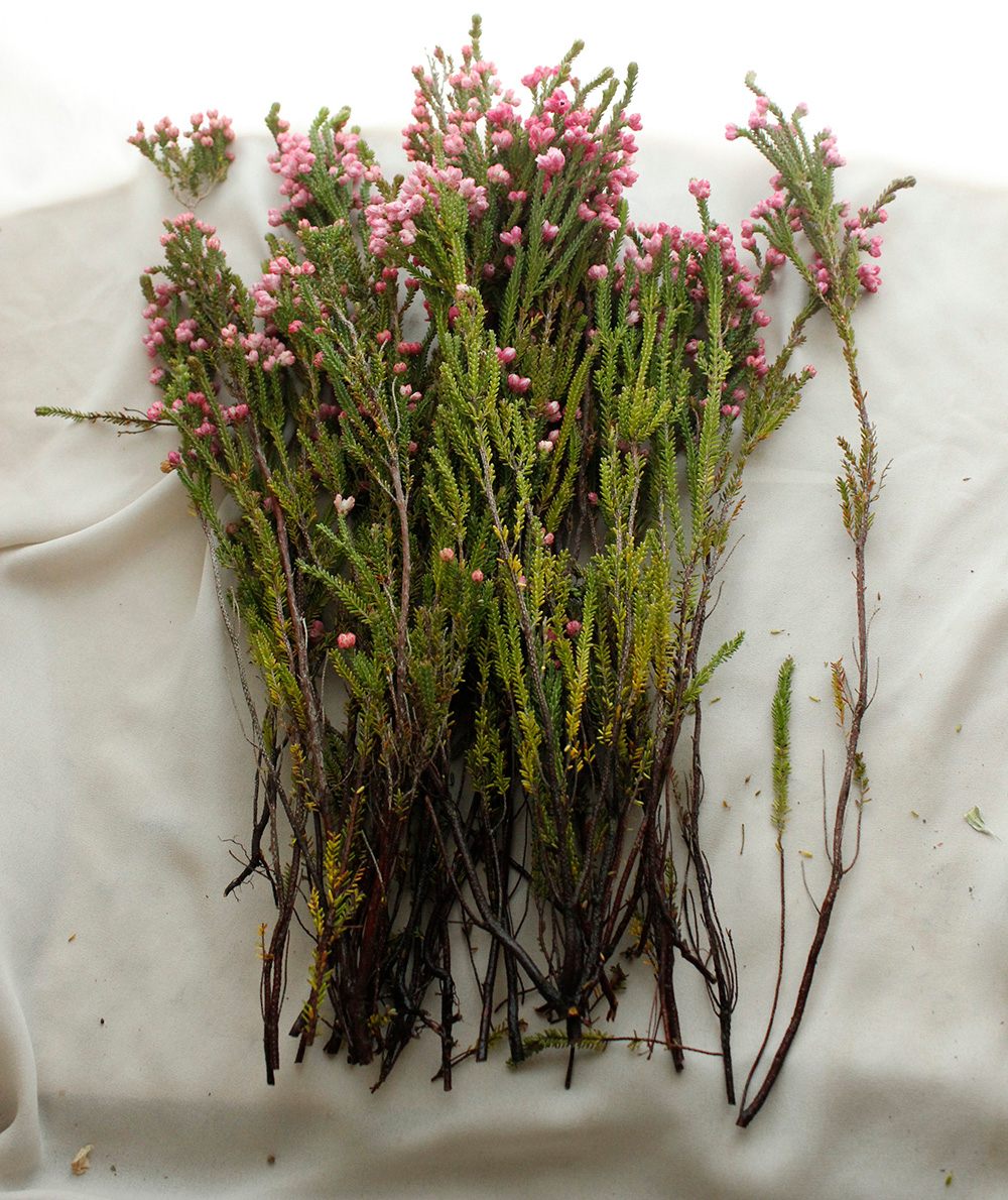 生花 エリカ ピンク 50cm 品種おかませ Or 通販 はなどんやアソシエ 生花 エリカ ピンク 50cm 品種おかませ Or 通販 はなどんやアソシエ