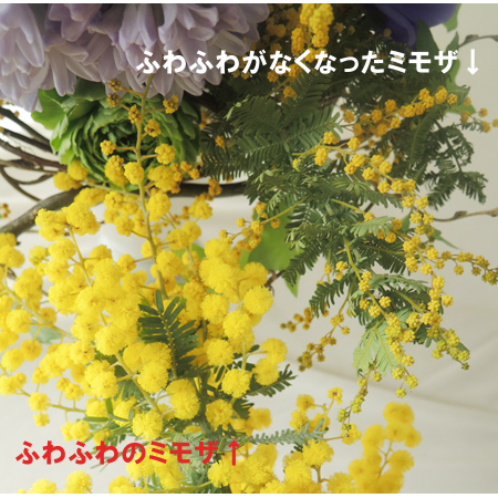 直前 涼花園 銀葉ミモザアカシア 60cm程度 生花 通販 はなどんやアソシエ 直前 涼花園 銀葉ミモザアカシア 60cm程度 生花 通販 はなどんやアソシエ