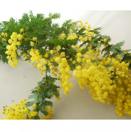 長いフレッシュミモザ50cm 長いフレッシュミモザ50cm