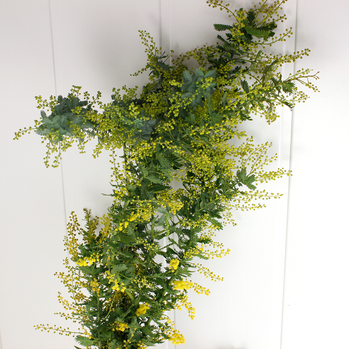 生花 銀葉ミモザアカシア 90cm程度 Jaとぴあ浜松 蕾です フワフワなし 必ず商品説明をお読み下さい 通販 はなどんやアソシエ 生花 銀葉ミモザアカシア 90cm程度 Jaとぴあ浜松 蕾です フワフワなし 必ず商品説明をお読み下さい 通販 はなどんやアソシエ