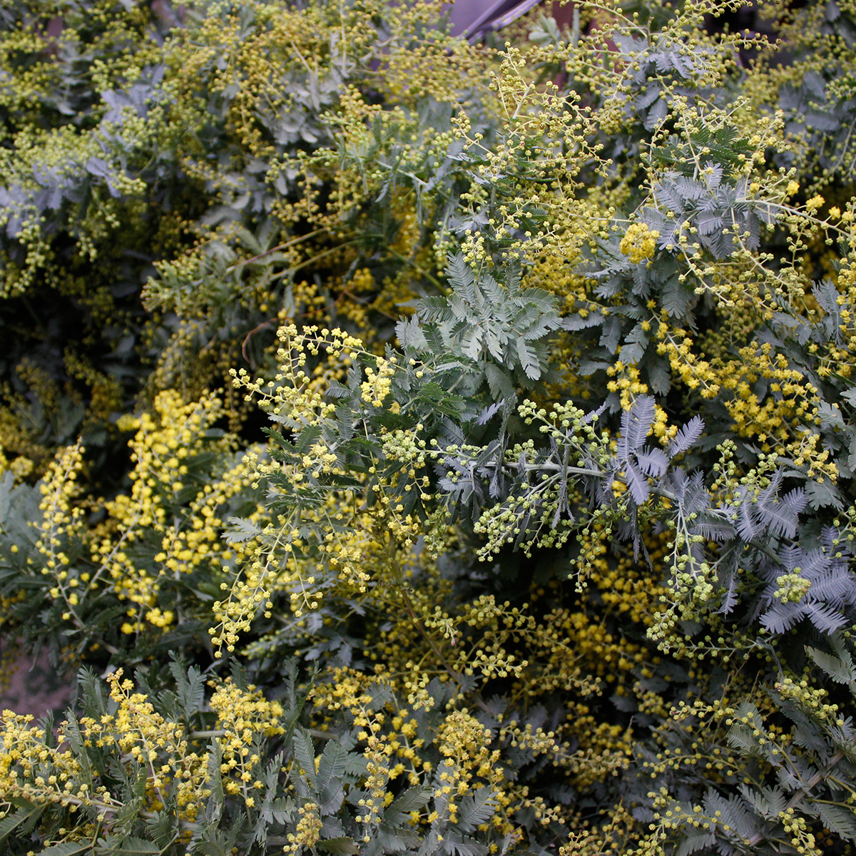 生花 銀葉ミモザアカシア 90cm程度 Jaとぴあ浜松 蕾です フワフワなし 必ず商品説明をお読み下さい 通販 はなどんやアソシエ 生花 銀葉ミモザアカシア 90cm程度 Jaとぴあ浜松 蕾です フワフワなし 必ず商品説明をお読み下さい 通販 はなどんやアソシエ