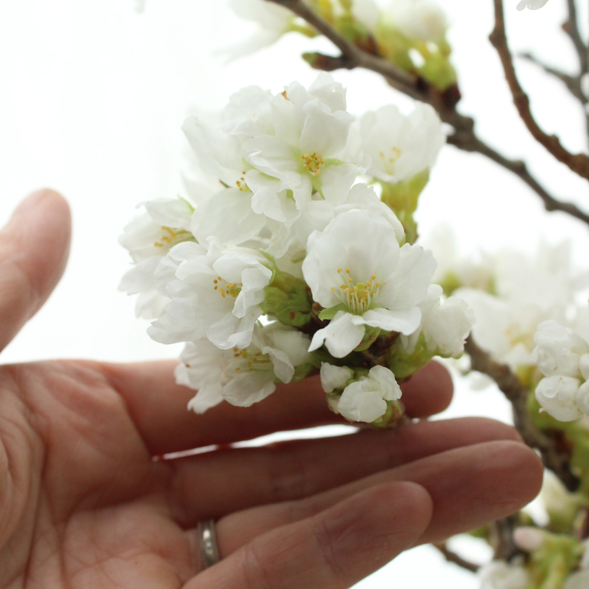 生花 吉野桜 90cm程度 山形など Ot 通販 はなどんやアソシエ