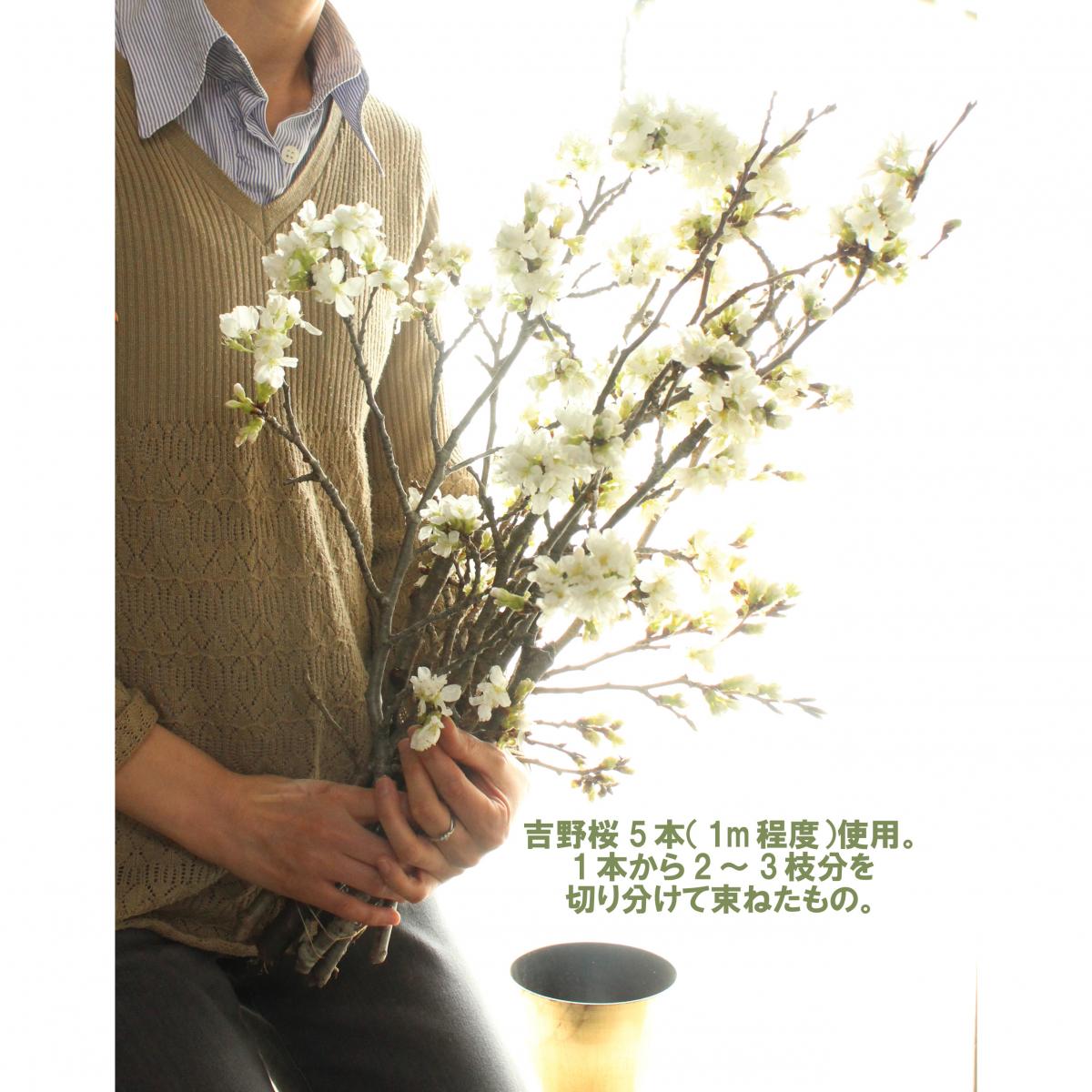 直前 吉野桜 100cm程度 山形など 生花 通販 はなどんやアソシエ 直前 吉野桜 100cm程度 山形など 生花 通販 はなどんやアソシエ