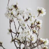 ※販売期間外※【生花】＜60cm＞吉野桜 　山形県庄内みどり本所【OT】