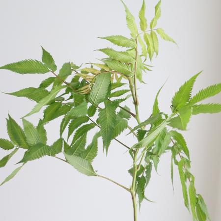 【08直前!】ホサキナナカマド60CM(花なし)
