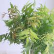 【08直前!】ホサキナナカマド60CM(花なし)