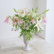 【08直前!】ホサキナナカマド60CM(花なし)