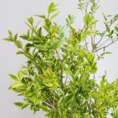 生花】斑入りイボタ(1M程度)【OT】 - 花材通販はなどんやアソシエ