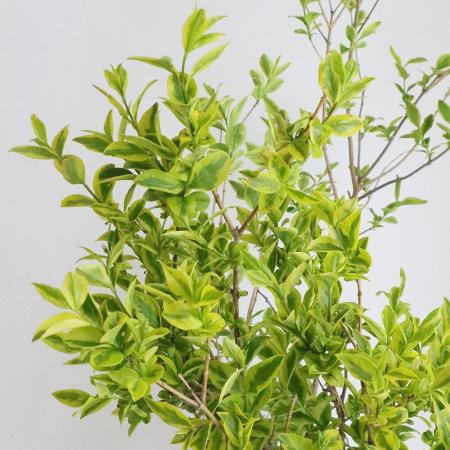 【生花】イボタ  (1M程度)緑葉or斑入りおまかせ【OT】