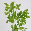 【生花】イボタ  (1M程度)緑葉or斑入りおまかせ【OT】