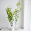 【生花】イボタ  (1M程度)緑葉or斑入りおまかせ【OT】
