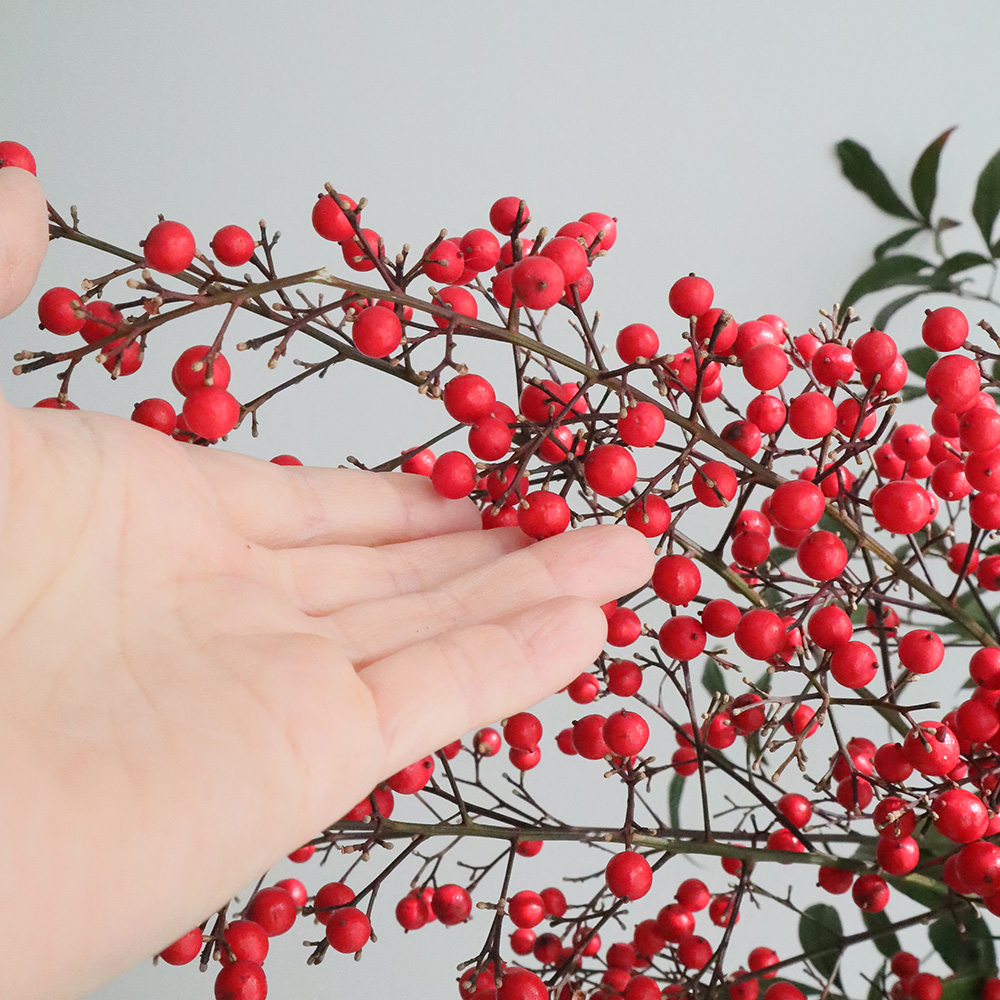 生花 南天 実付き枝もの 100cm程度 年末届12 通販 はなどんやアソシエ 生花 南天 実付き枝もの 100cm程度 年末届12 通販 はなどんやアソシエ