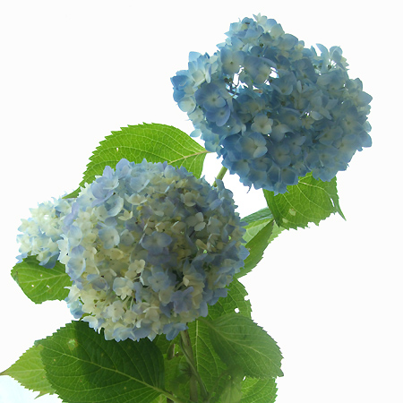 生花 枝アジサイ ブルー系 枝物 60cm 商品説明お読み下さい 通販 はなどんやアソシエ 生花 枝アジサイ ブルー系 枝物 60cm 商品説明お読み下さい 通販 はなどんやアソシエ