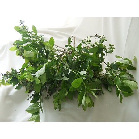 生花 日本草花園のブルーベリー 40cm Ot 通販 はなどんやアソシエ