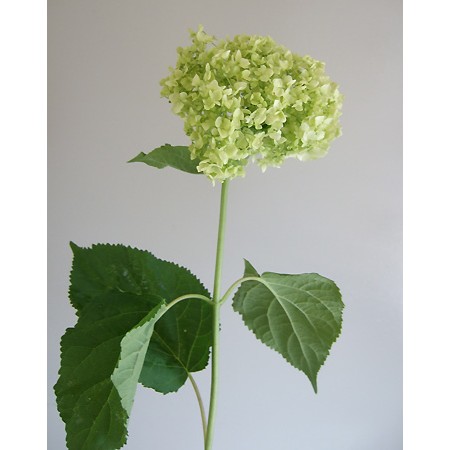 直前 生花 アジサイ グリーンアナベル 60センチ フレッシュ 蕾ではない 通販 はなどんやアソシエ 直前 生花 アジサイ グリーンアナベル 60センチ フレッシュ 蕾ではない 通販 はなどんやアソシエ