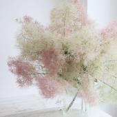 ※販売期間外※【生花】＜50ｃｍ程度＞スモークツリー（レッド～ピンク系）津軽みらい農協　【OT】