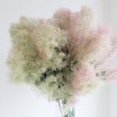 ※販売期間外※【生花】＜80ｃｍ＞スモークツリー（レッド～ピンク系）津軽みらい農協【OT】