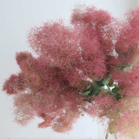 【08直前】【生花】<50cm程度>スモークツリー レッド丸福清花園　【OT】
