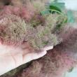 【08直前】【生花】<50cm程度>スモークツリー レッド丸福清花園　【OT】