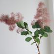 【08直前】【生花】<50cm程度>スモークツリー レッド丸福清花園　【OT】
